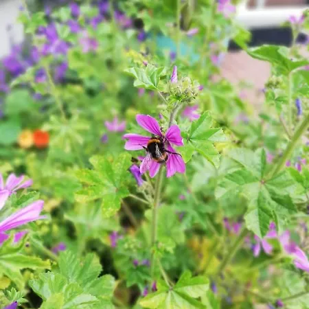 Applecroft House كيلارني