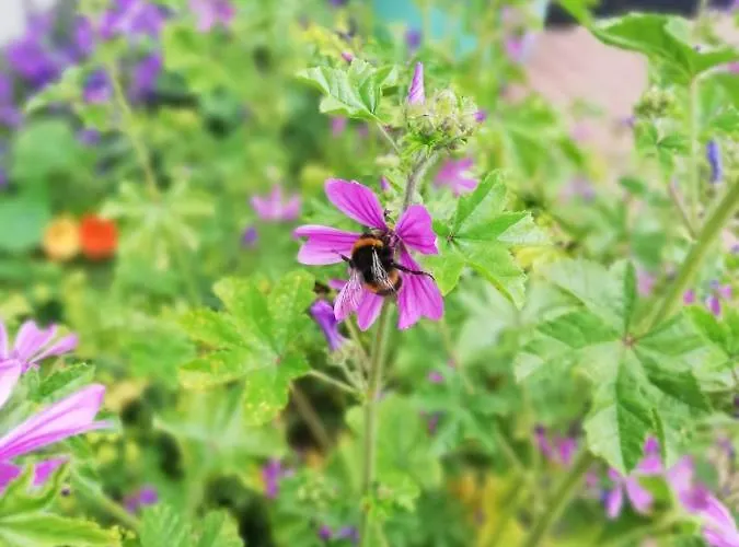 Applecroft House 킬라니