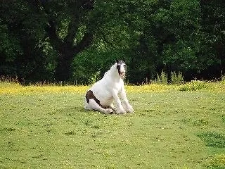 Applecroft House 킬라니